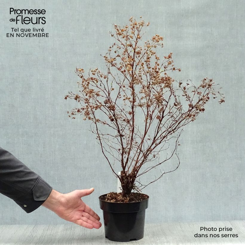 Potentilla fruticosa Goldfinger - Potentille arbustive 30cm en pot de 3/4L sample as delivered in autumn