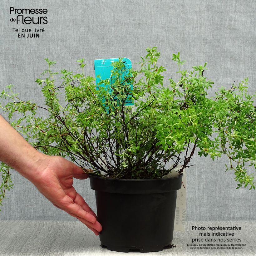 Potentilla fruticosa Goldfinger - Shrubby Cinquefoil 3L/4L pot sample as delivered in summer