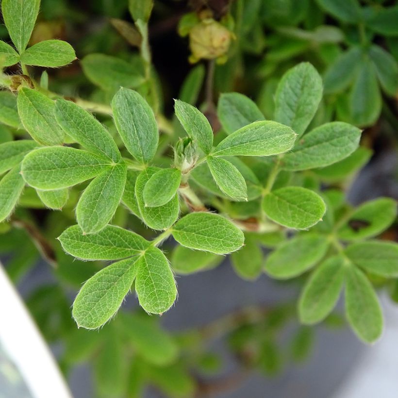 Potentilla fruticosa Lemon Meringue - Shrubby Cinquefoil (Foliage)