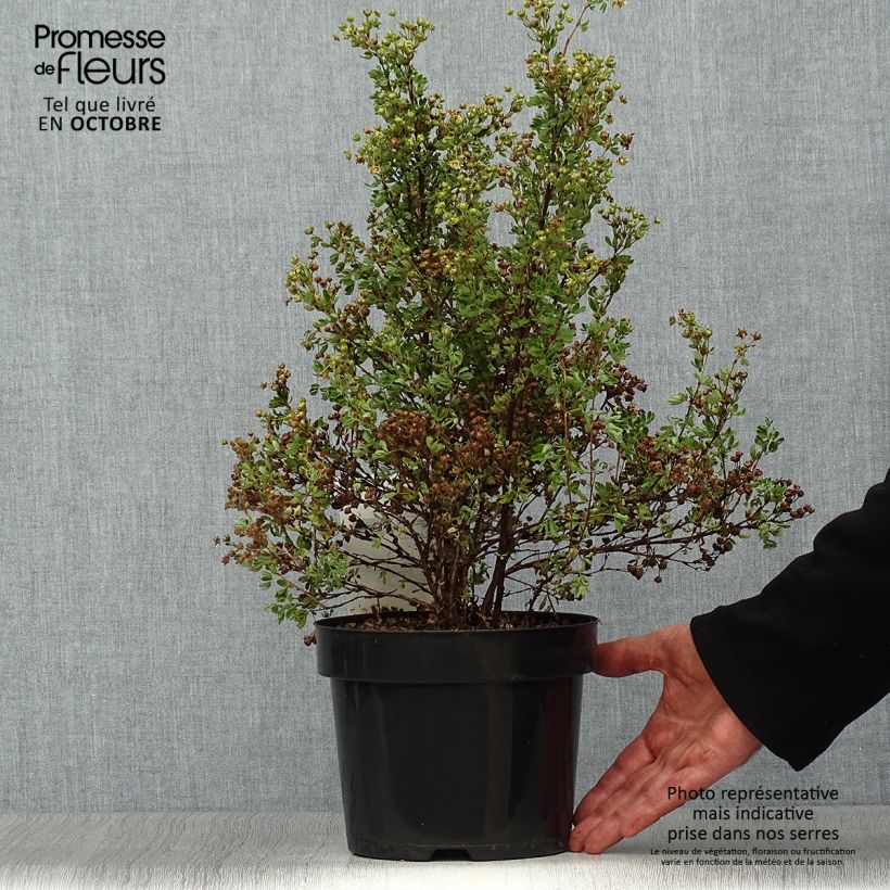 Potentilla fruticosa Lemon Meringue - Shrubby Cinquefoil sample as delivered in autumn