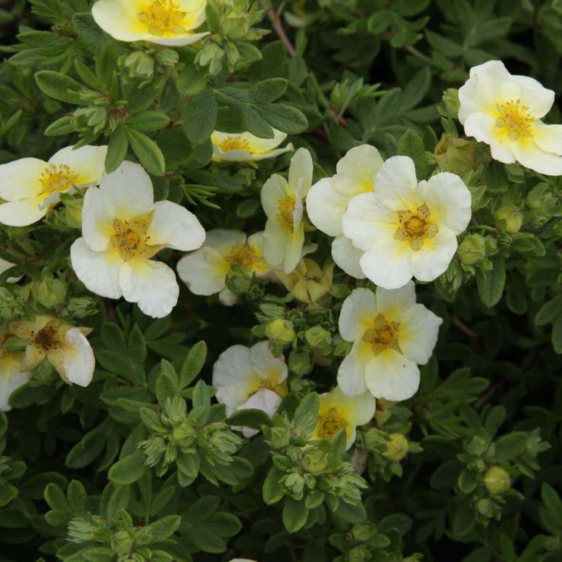 Potentilla fruticosa Limelight - Shrubby Cinquefoil (Flowering)