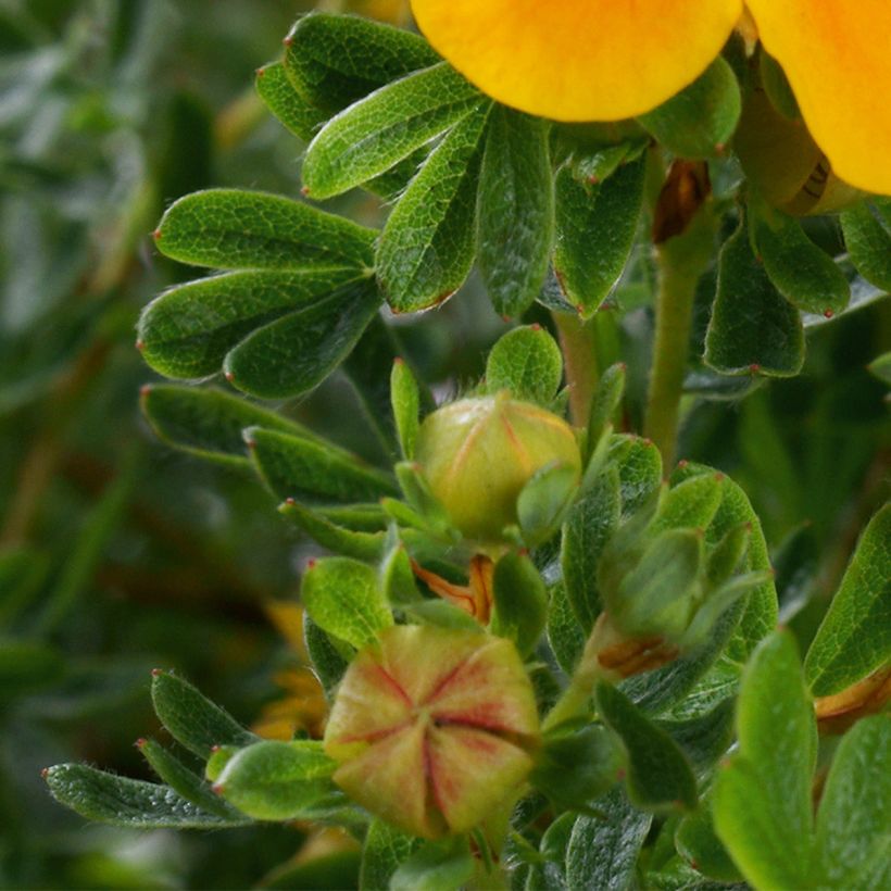 Potentilla fruticosa Mandarin Tango - Shrubby Cinquefoil (Foliage)