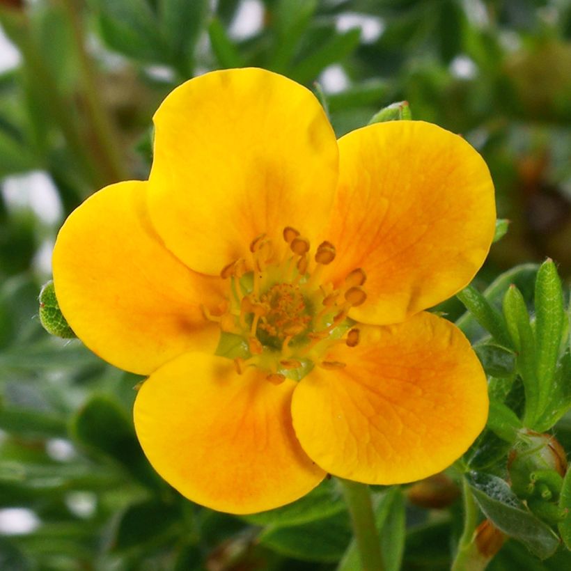 Potentilla fruticosa Mandarin Tango - Shrubby Cinquefoil (Flowering)