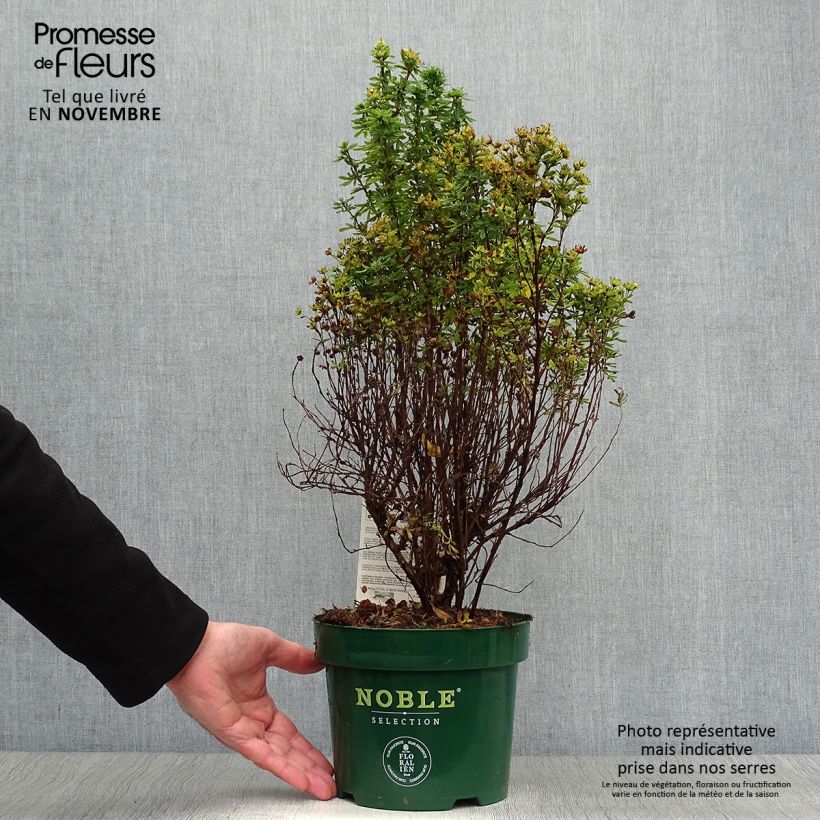 Potentilla fruticosa  Mango Tango Pot de 2L/3L sample as delivered in autumn