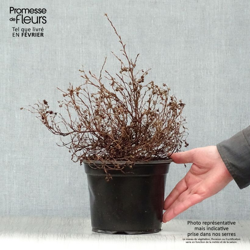 Potentilla fruticosa Marian Red Robin - Potentille arbustive Pot de 1.5L/2L sample as delivered in winter