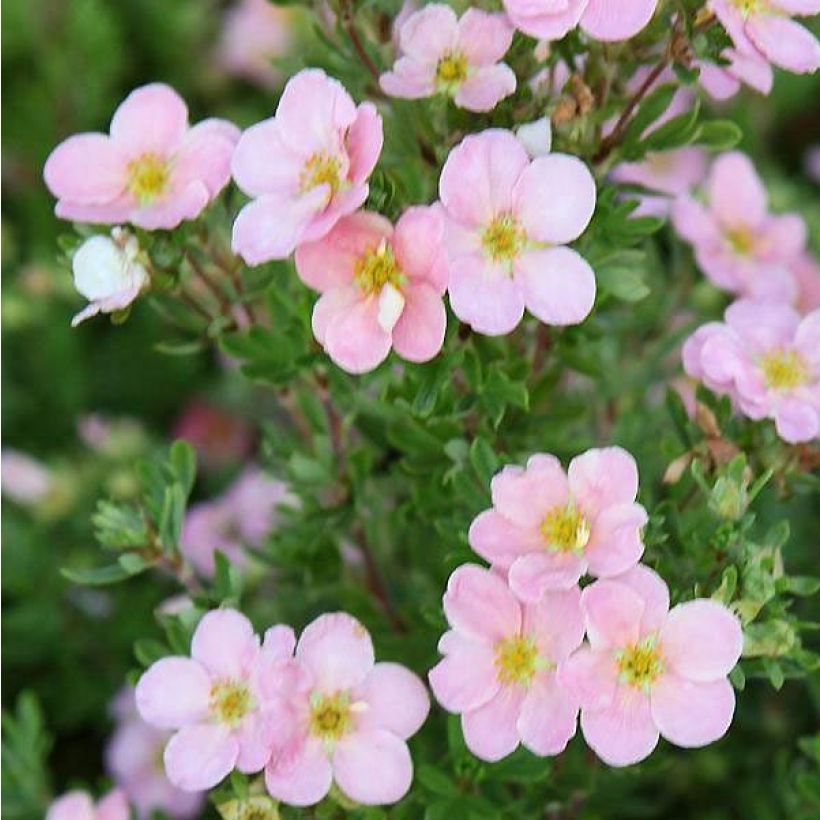 Potentilla fruticosa Pink Beauty - Shrubby Cinquefoil (Flowering)