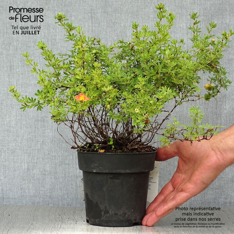 Example of Potentilla fruticosa Red Ace - Shrubby Cinquefoil as you get in ete
