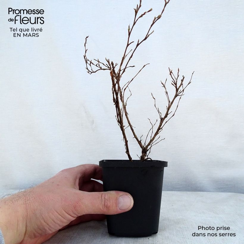 Potentilla fruticosa Red Ace - Shrubby Cinquefoil 8/9 cm potShipped height around 10/15cm sample as delivered in spring