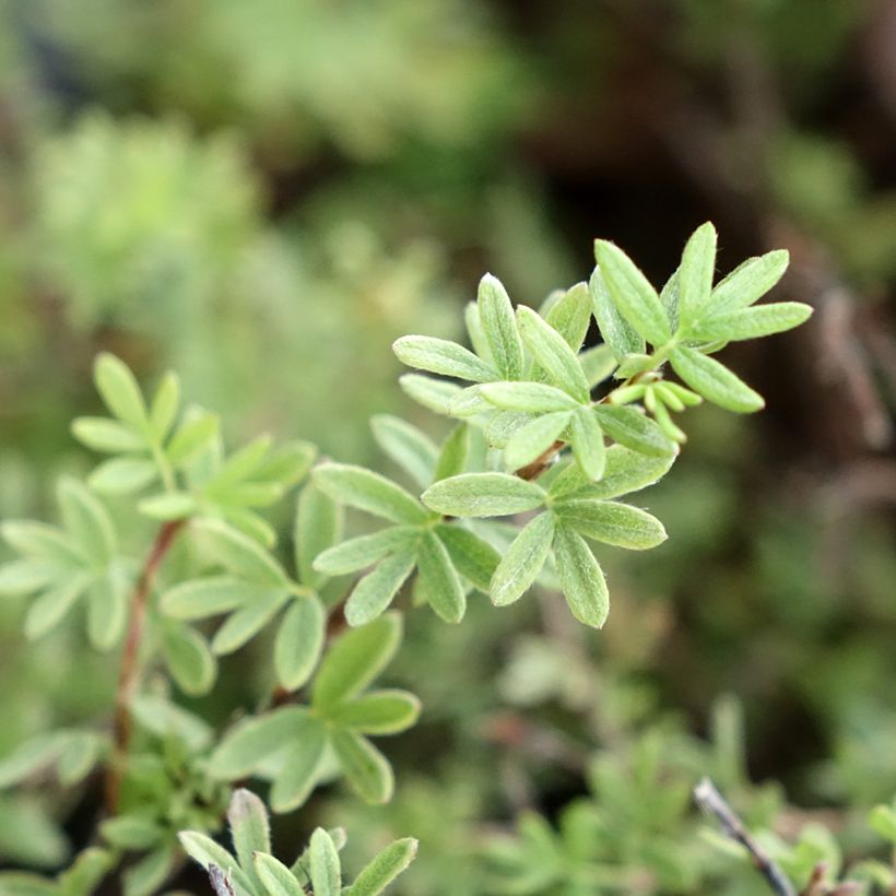 Potentilla fruticosa Tangerine - Shrubby Cinquefoil (Foliage)