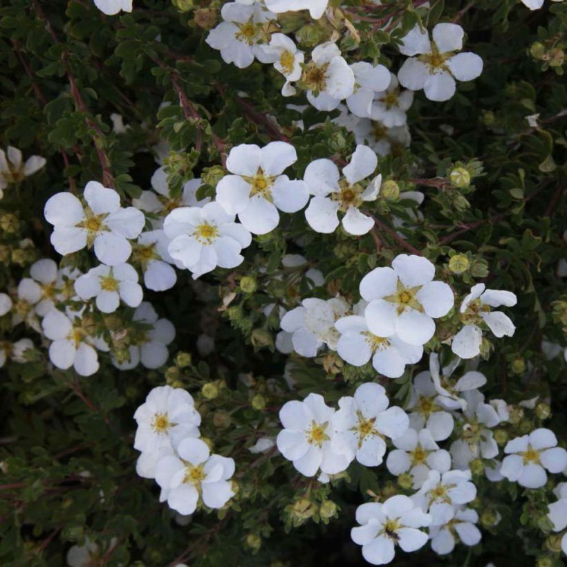 Potentilla fruticosa White Lady - Shrubby Cinquefoil (Flowering)