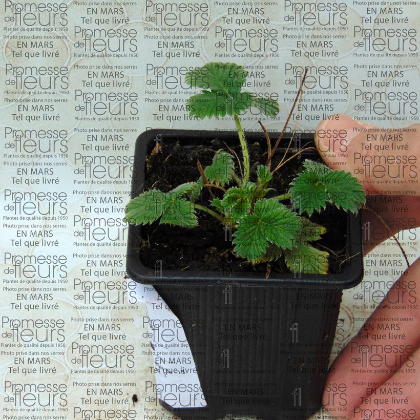 Example of Potentilla hybride Flamenco - Potentille vivace rouge-orangé  specimen as delivered