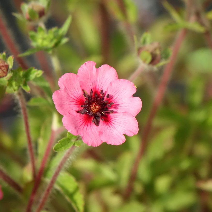 Potentilla nepalensis Miss Willmott - Cinquefoil (Flowering)