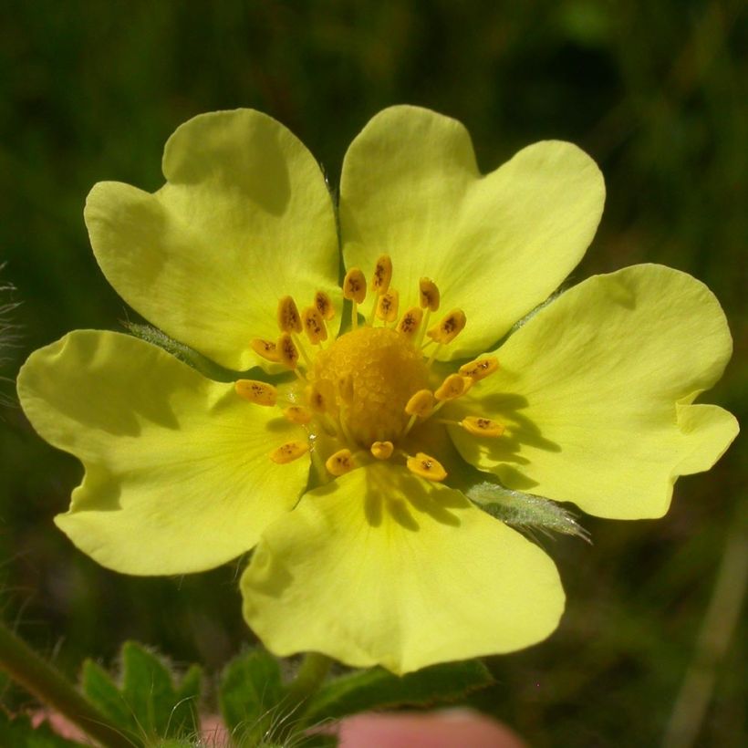 Potentilla recta Warrenii - Cinquefoil (Flowering)