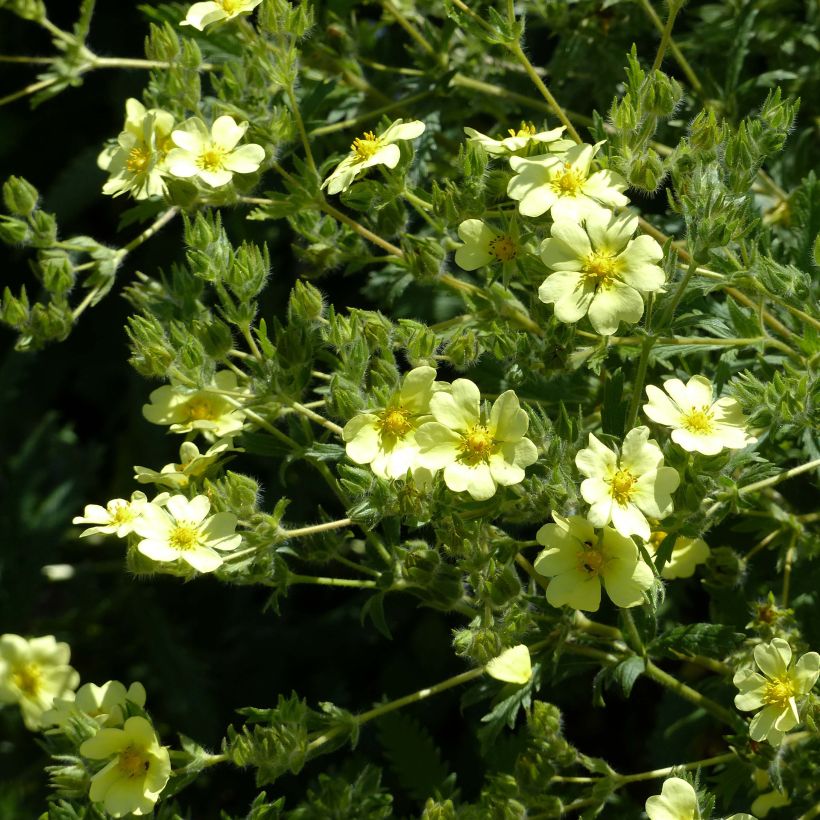 Potentilla recta var. sulphurea - Cinquefoil (Flowering)
