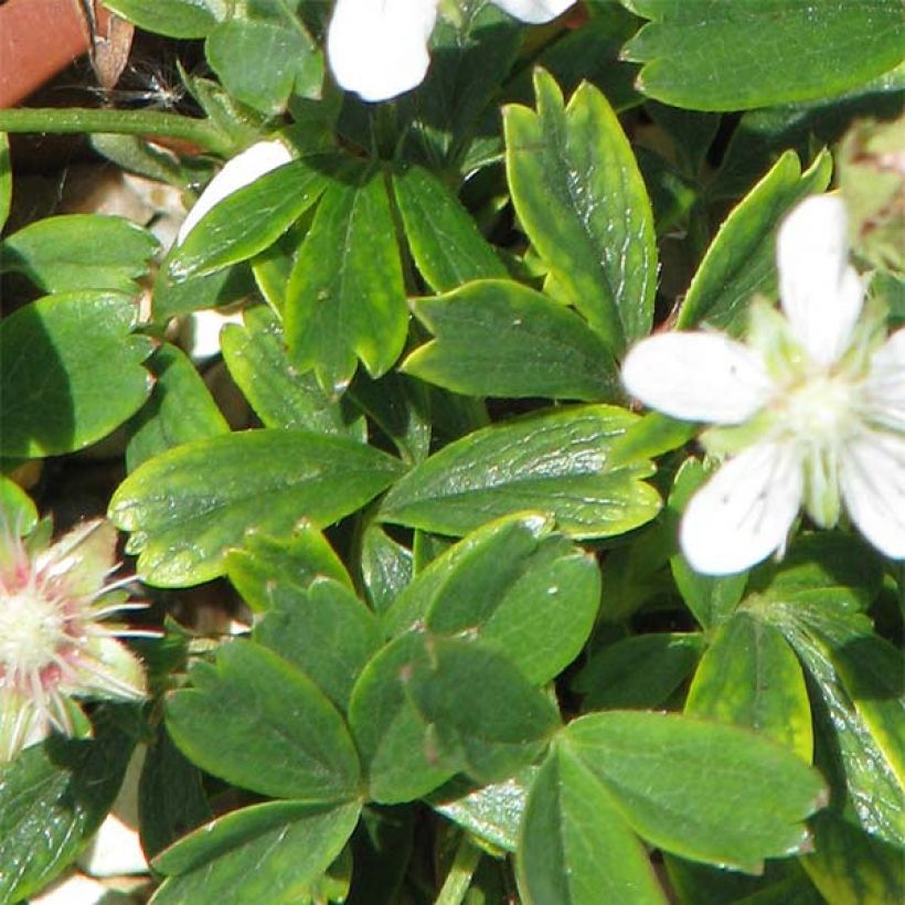 Potentilla tridentata Minima - Cinquefoil (Foliage)