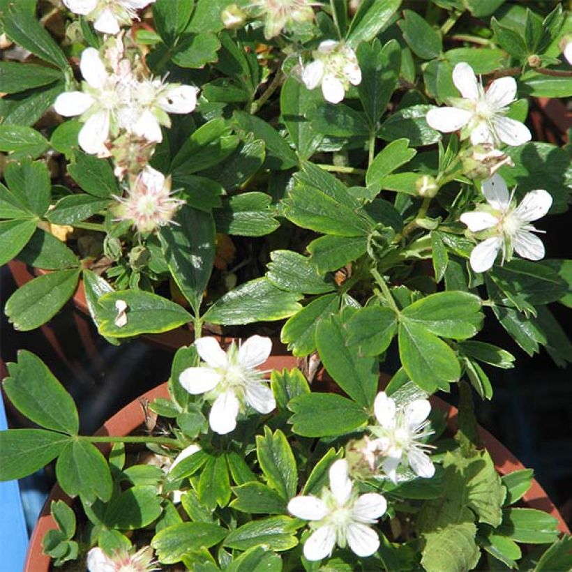 Potentilla tridentata Minima - Cinquefoil (Flowering)