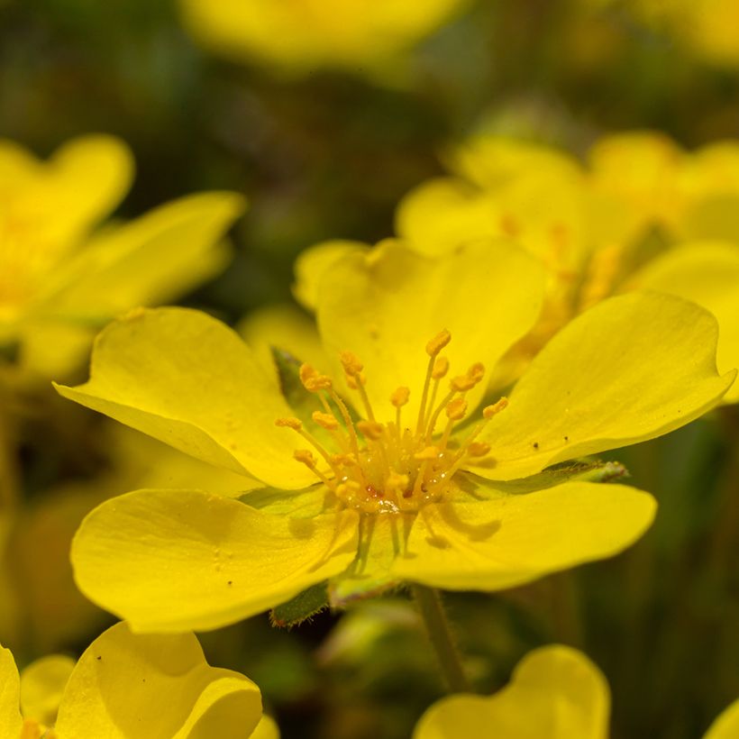 Potentilla verna - Cinquefoil (Flowering)