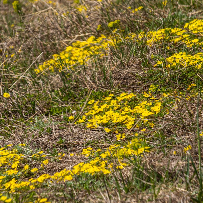 Potentilla verna - Cinquefoil (Plant habit)