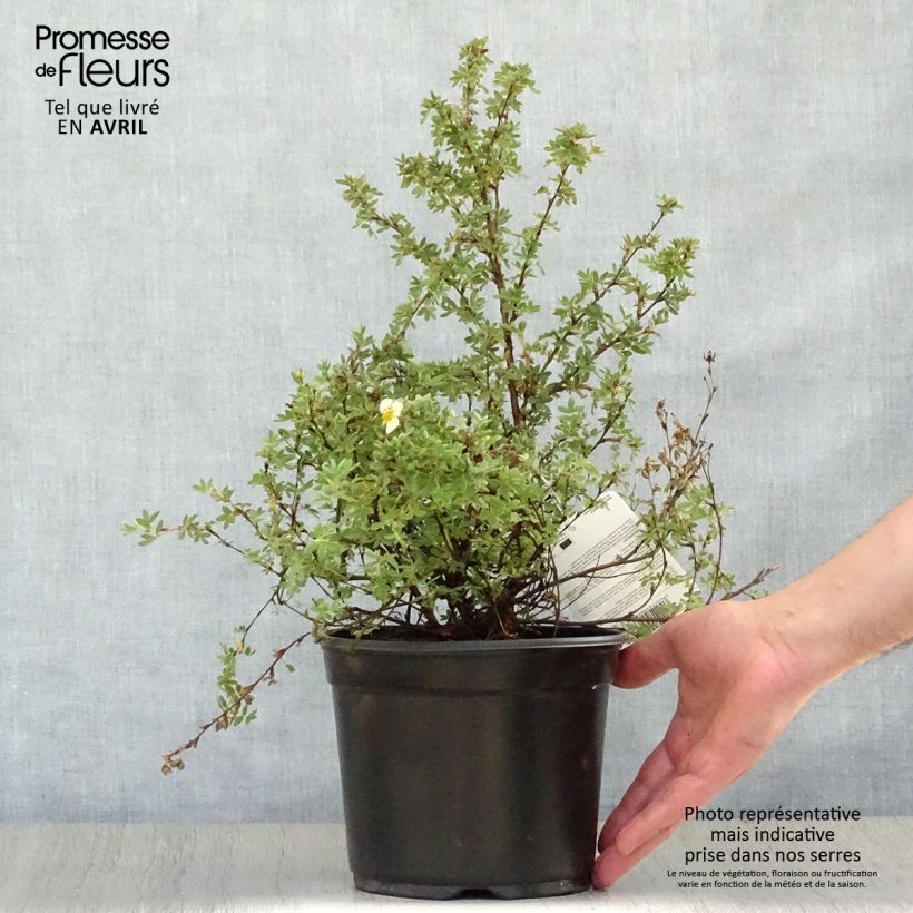 Potentilla fruticosa Primrose Beauty - Shrubby Cinquefoil sample as delivered in spring