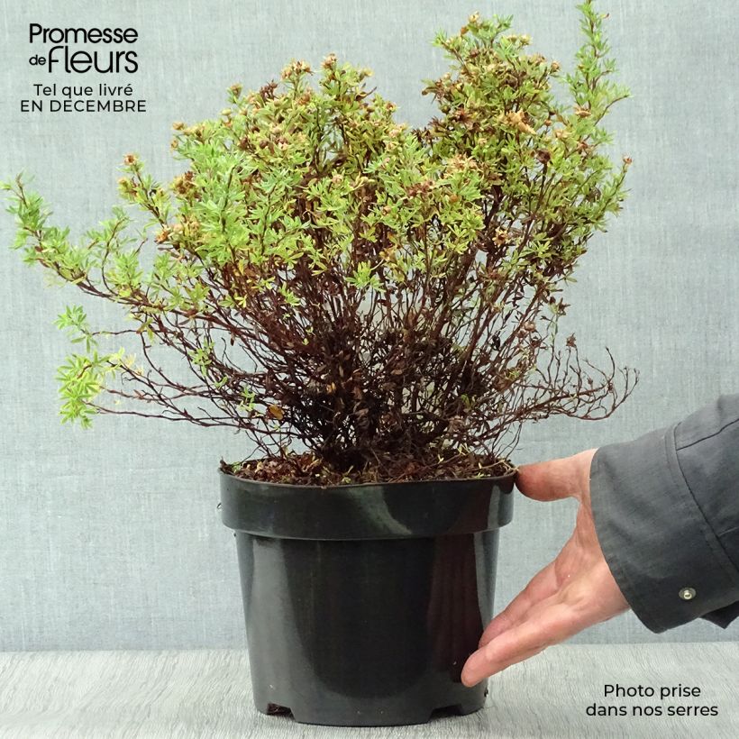 Potentille arbustive Bella Sol - Potentilla fruticosa Pot de 2L/3L sample as delivered in winter