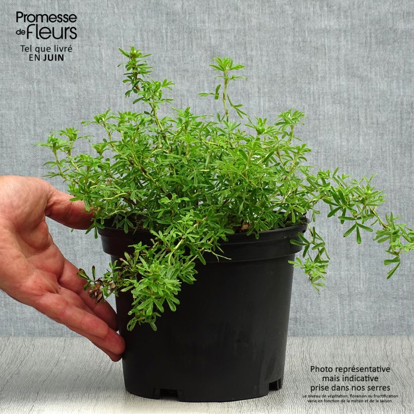 Potentilla fruticosa Bella Sol - Shrubby Cinquefoil 2L/3L pot sample as delivered in summer
