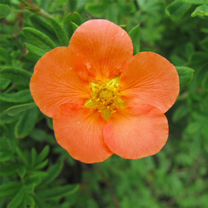 Potentilla fruticosa Hopleys Orange - Shrubby Cinquefoil (Flowering)