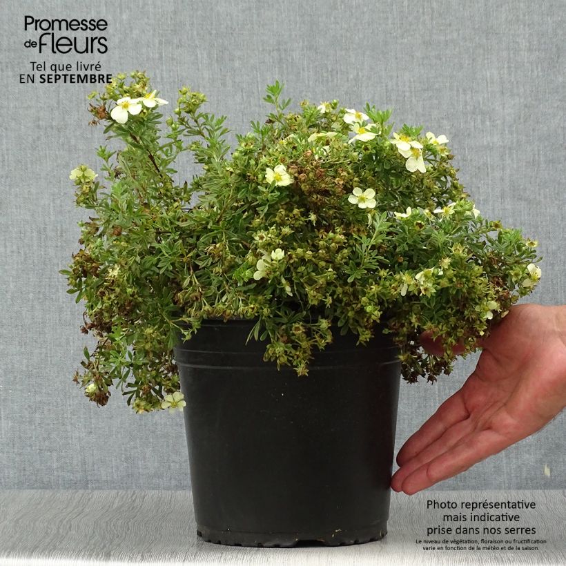 Potentille arbustive - Potentilla fruticosa Creamissima Pot de 4L/5L sample as delivered in autumn