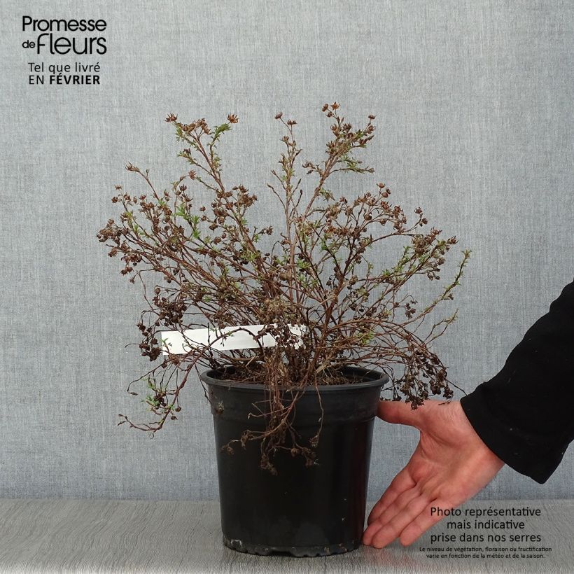 Potentille arbustive - Potentilla fruticosa Creamissima Pot de 4L/5L sample as delivered in winter