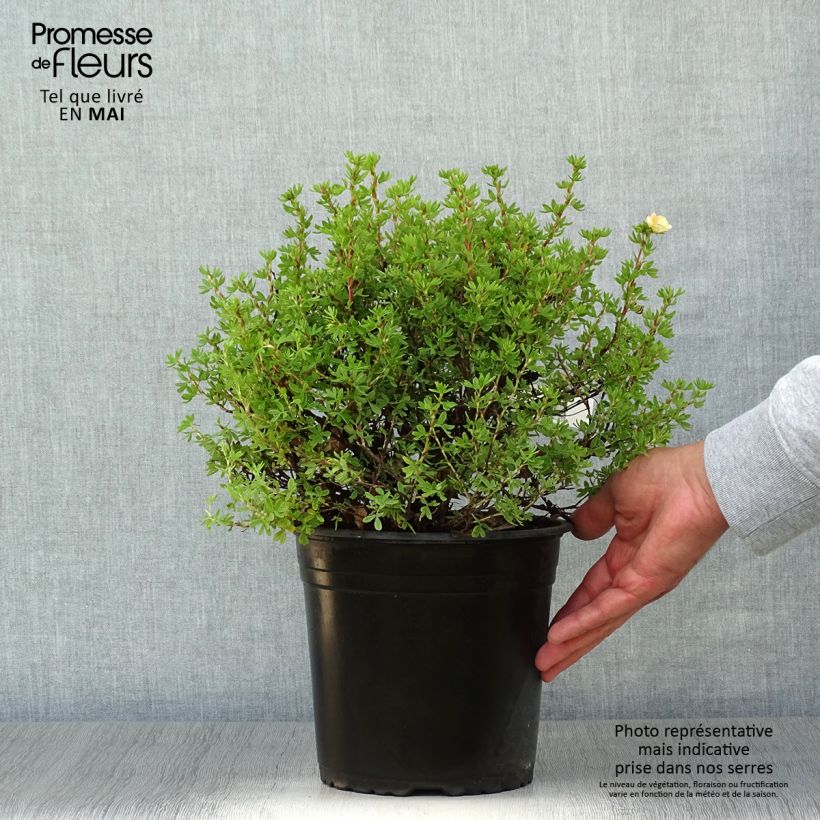 Potentilla fruticosa Double Punch Peach - Shrubby Cinquefoil sample as delivered in spring