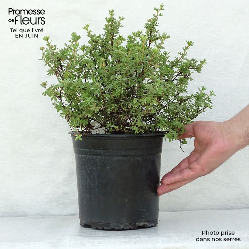 Potentilla fruticosa Redissima - Shrubby Cinquefoil 4L/5L potShipped height around 30/40cm sample as delivered in summer