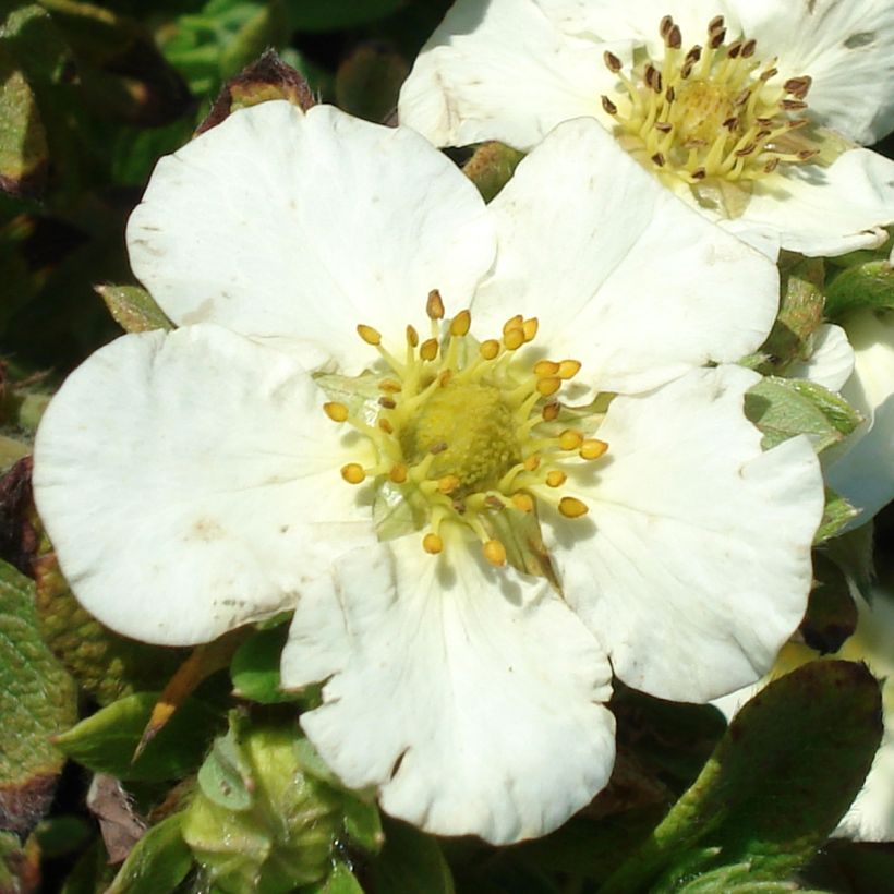 Potentilla fruticosa Tilford Cream - Shrubby Cinquefoil (Flowering)