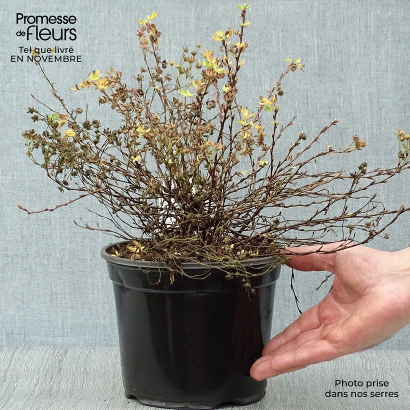 Potentilla fruticosa Abbotswood 25/30cm en pot de 3L sample as delivered in autumn