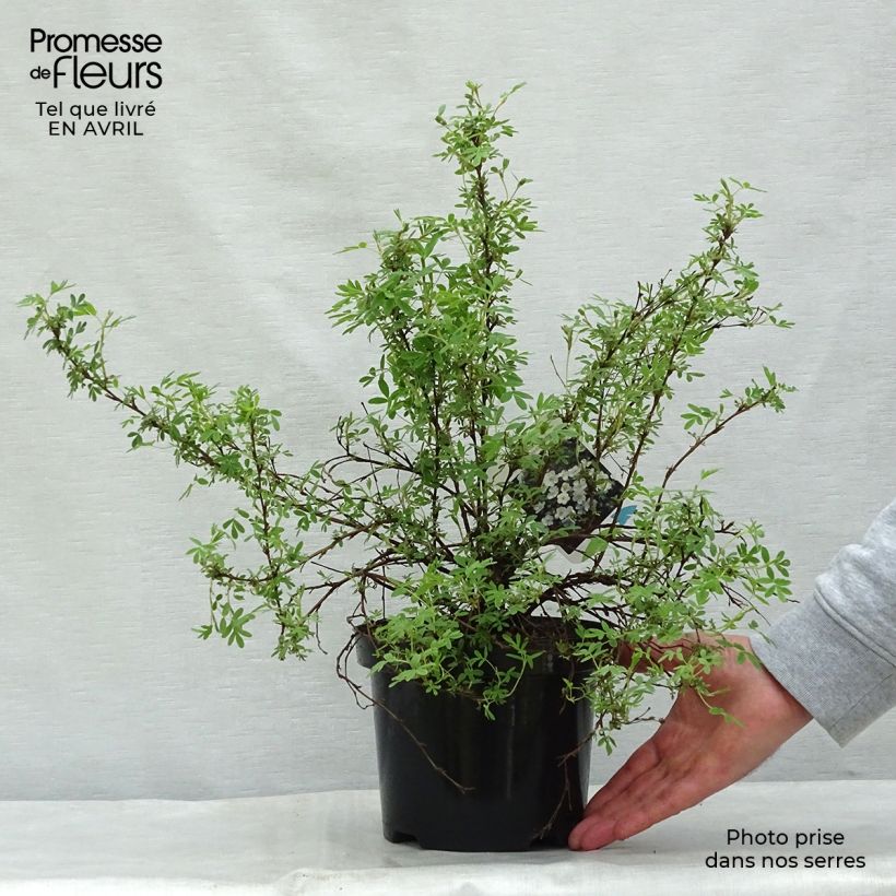 Potentilla fruticosa Abbotswood - Shrubby Cinquefoil sample as delivered in spring