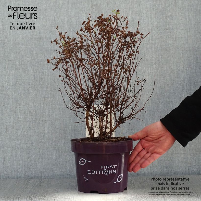 Potentille fruticosa Mandarin Tango Pot de 2L/3L sample as delivered in winter