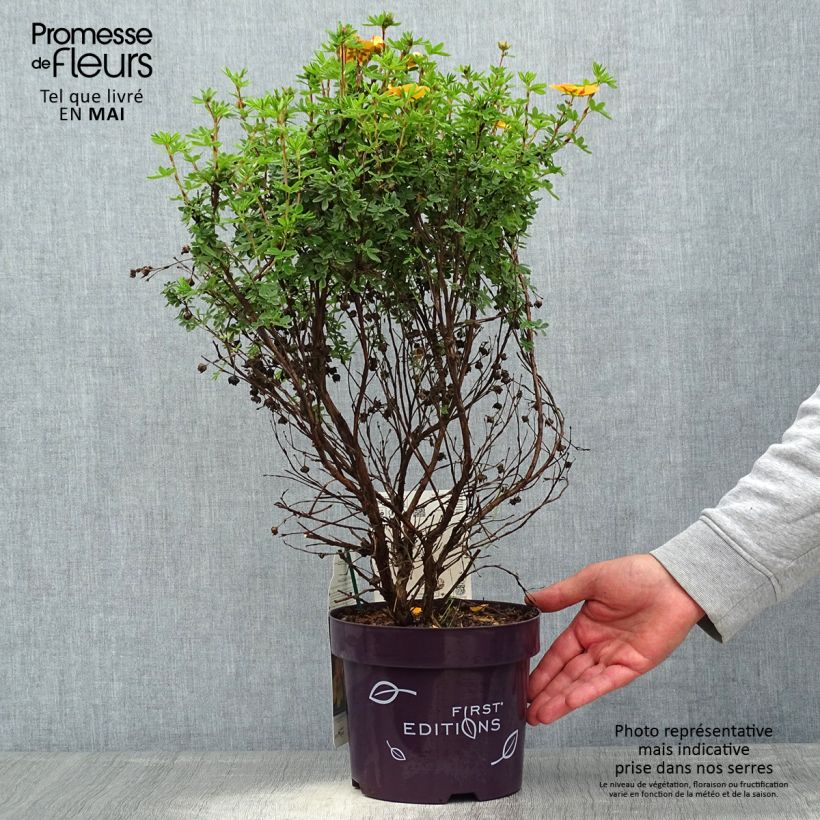 Potentilla fruticosa Mandarin Tango - Shrubby Cinquefoil sample as delivered in spring