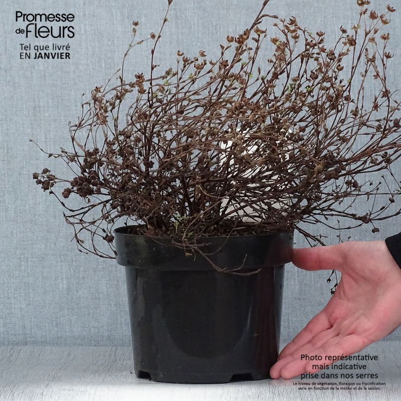 Potentille fruticosa Medicine Wheel Mountain Pot de 2L/3L sample as delivered in winter