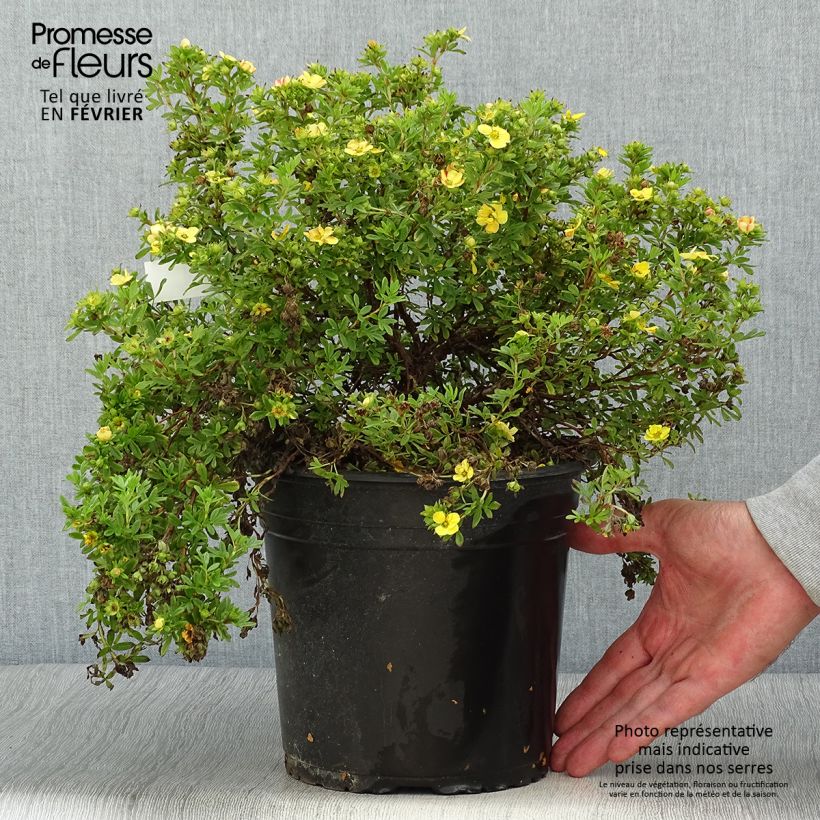 Potentille fruticosa Solar'issima Pot de 4L/5L sample as delivered in autumn