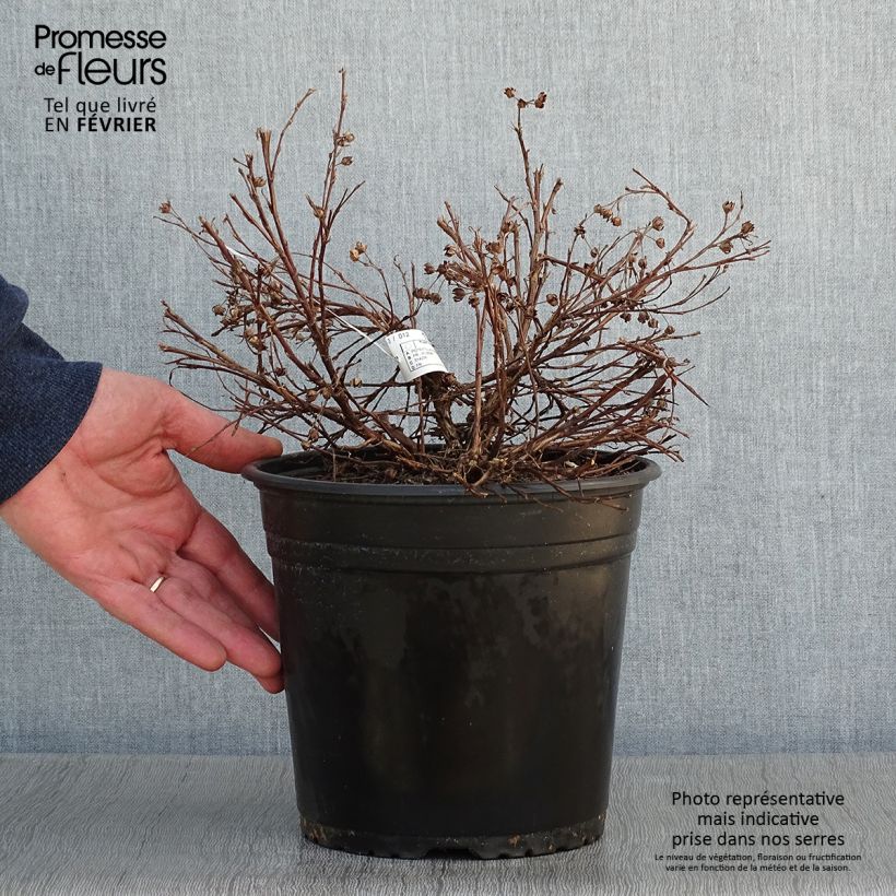 Potentille fruticosa Solar'issima Pot de 4L/5L sample as delivered in winter