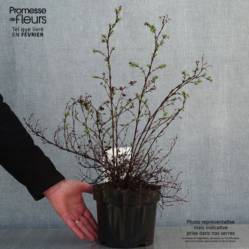 Potentille fruticosa Sommerflor Pot de 2L/3L sample as delivered in winter