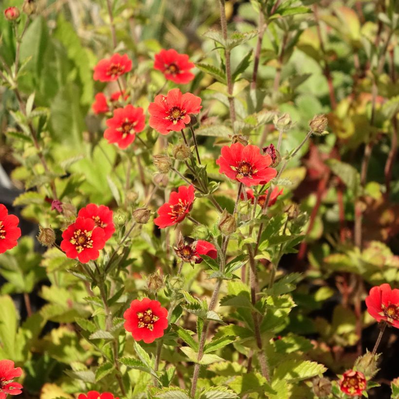 Potentilla Gibsons Scarlet - Cinquefoil (Flowering)