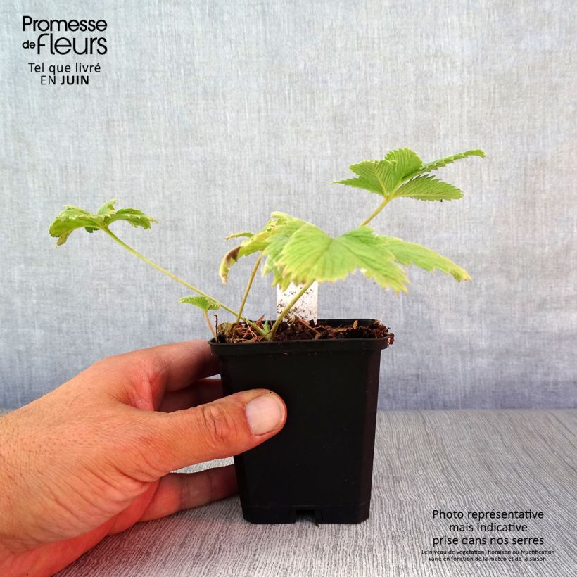 Potentilla William Rollison - Cinquefoil 8/9 cm pot sample as delivered in summer