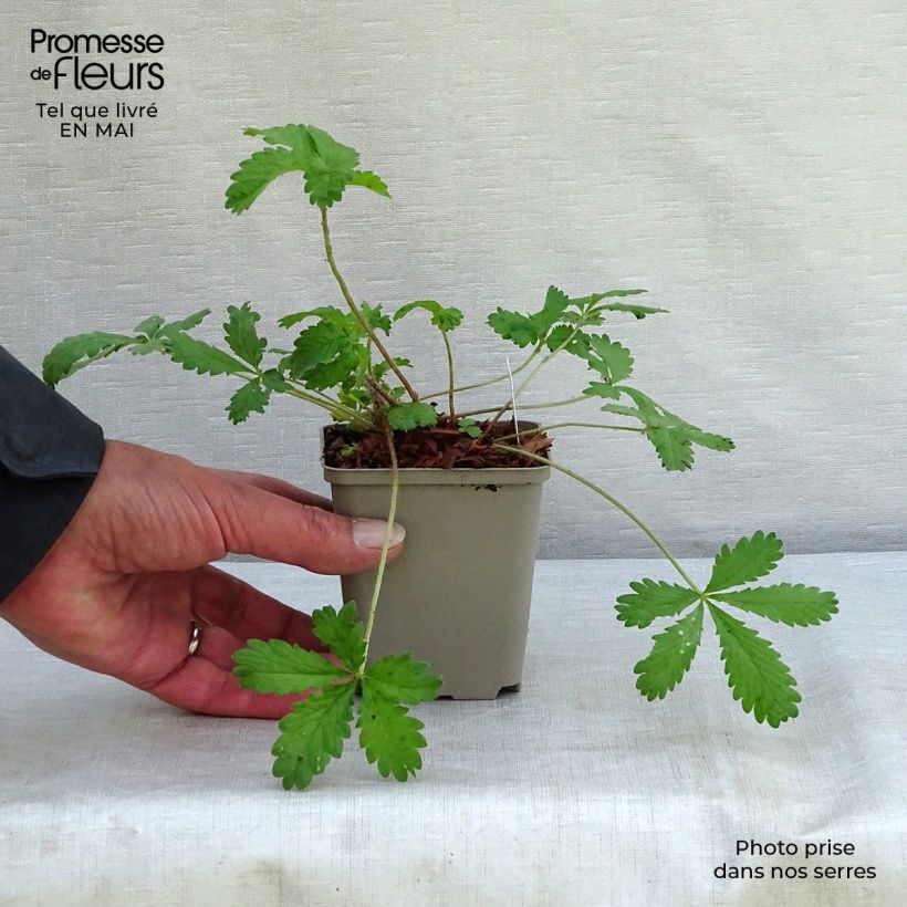 Potentilla hopwoodiana - Cinquefoil sample as delivered in spring