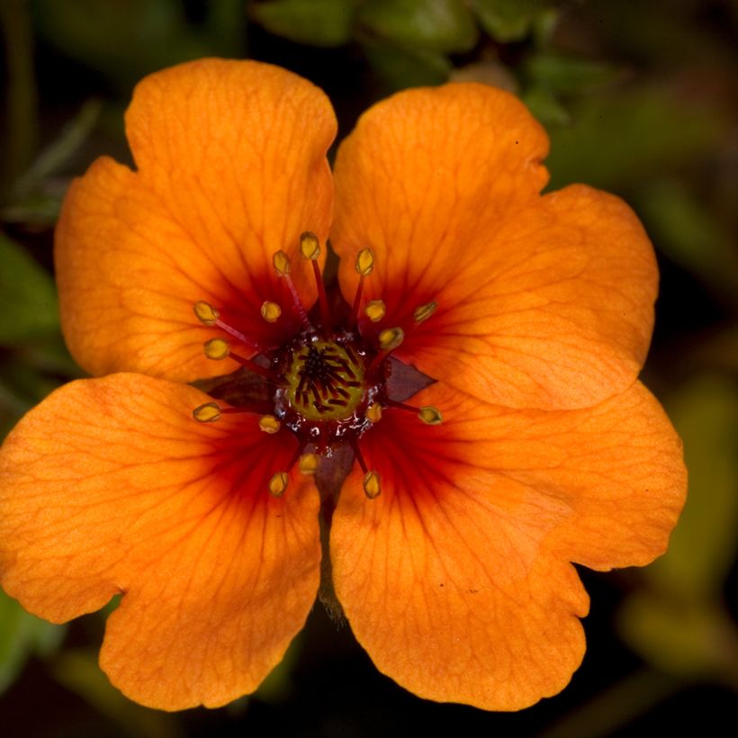 Potentilla x tonguei - Cinquefoil (Flowering)