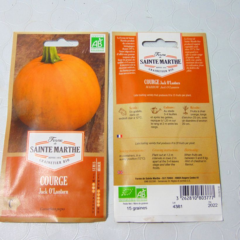 Example of Halloween Pumpkin Jack OLantern - Ferme de Sainte Marthe Seeds specimen as delivered