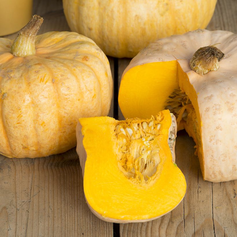 Pumpkin Australian Butter seeds - Cucurbita maxima (Harvest)