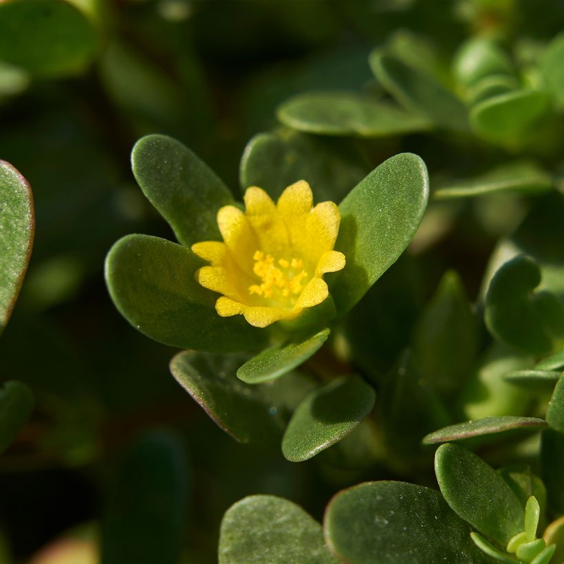 Green or common Purslane - Portulaca oleracea (Flowering)