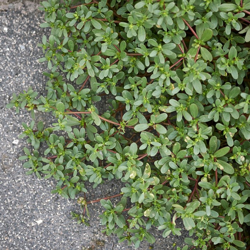 Green or common Purslane - Portulaca oleracea (Plant habit)