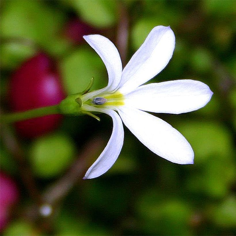 Pratia angulata (Flowering)