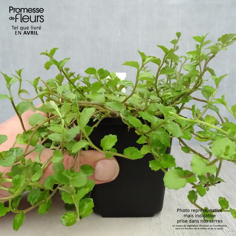 Pratia angulata sample as delivered in spring