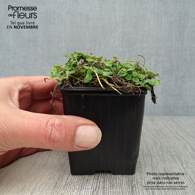 Pratia pedunculata Godet de 8 cm sample as delivered in autumn